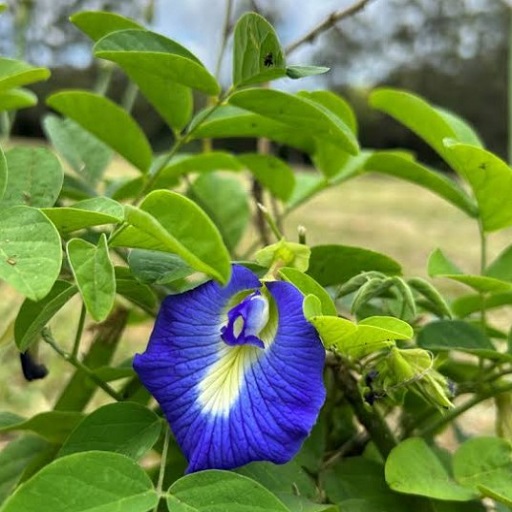 Natural Aprajita (Blue) - Vishnukanta Plant